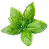 BASIL BUNCH