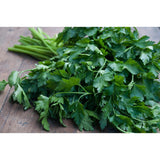 FLAT PARSLEY